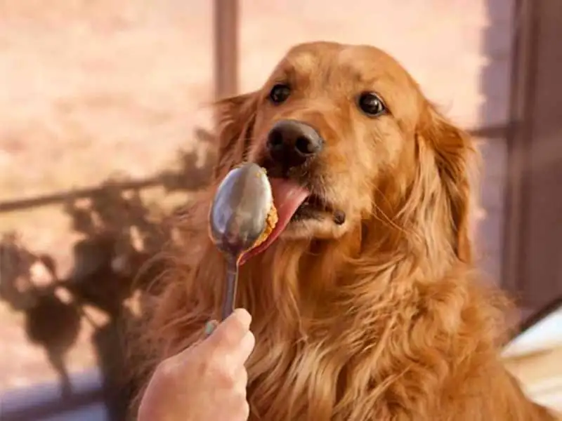 What human food is best for dogs?